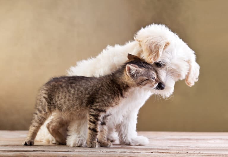 pet-custody-divorce